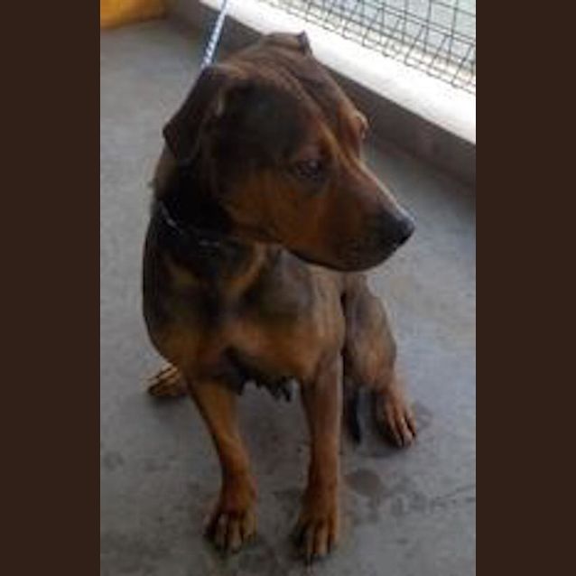 Photo of Carla (At Rspca Big Adopt Day Sept 17 Brisbane)