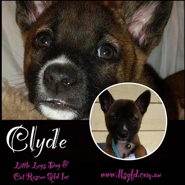 Photo of Clyde