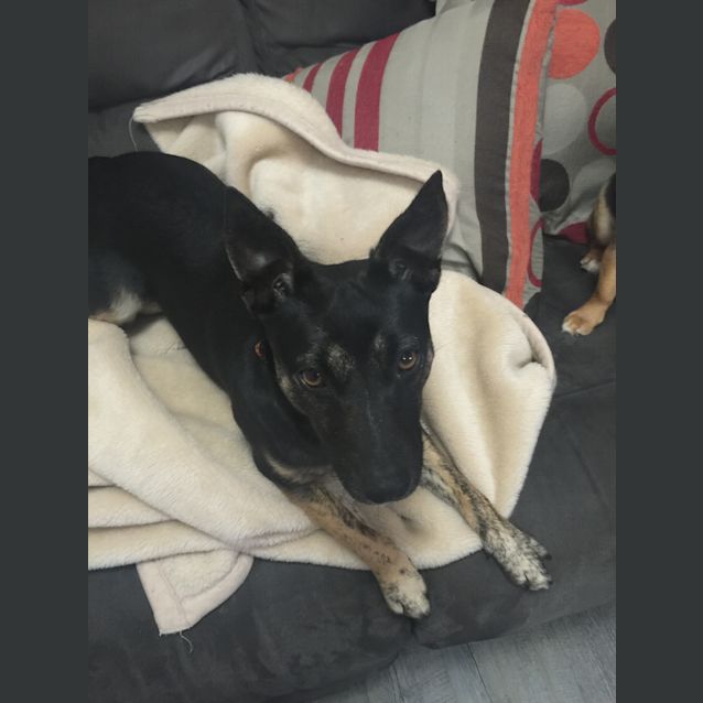 Photo of Piper