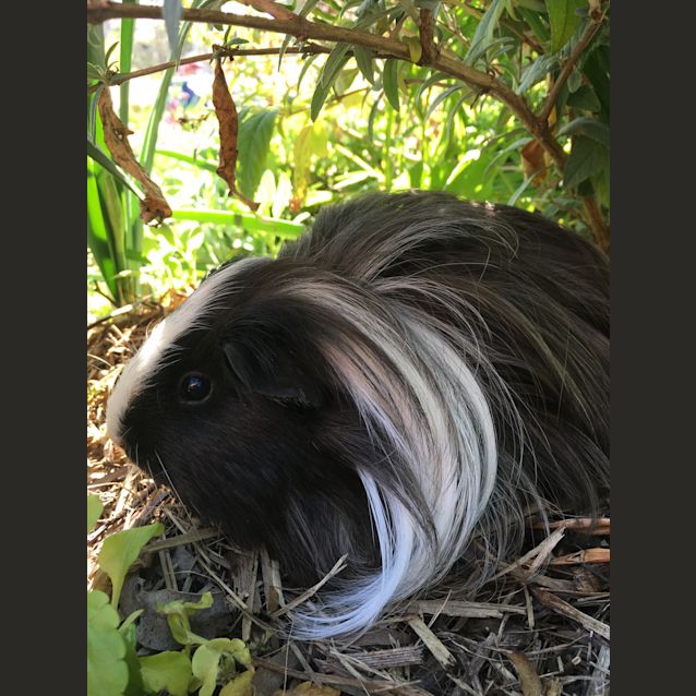 Photo of Pepè *•🐹Adopt Me🐹•*