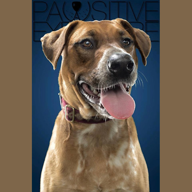 Photo of Cecelia *Adoption Pending*