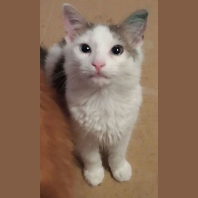 Photo of Dexter