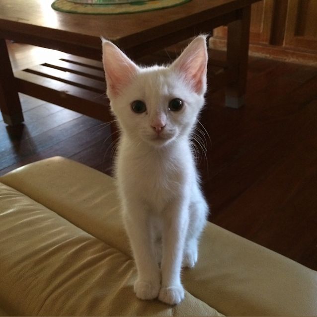 Photo of Snowball 