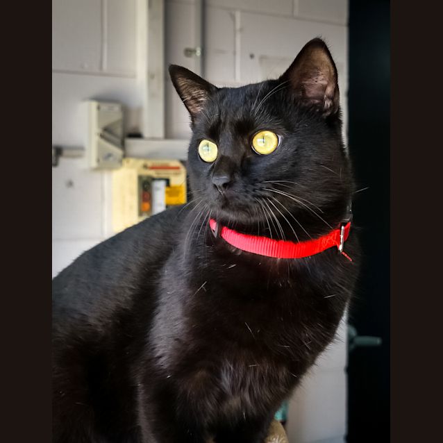 Photo of Gargamel