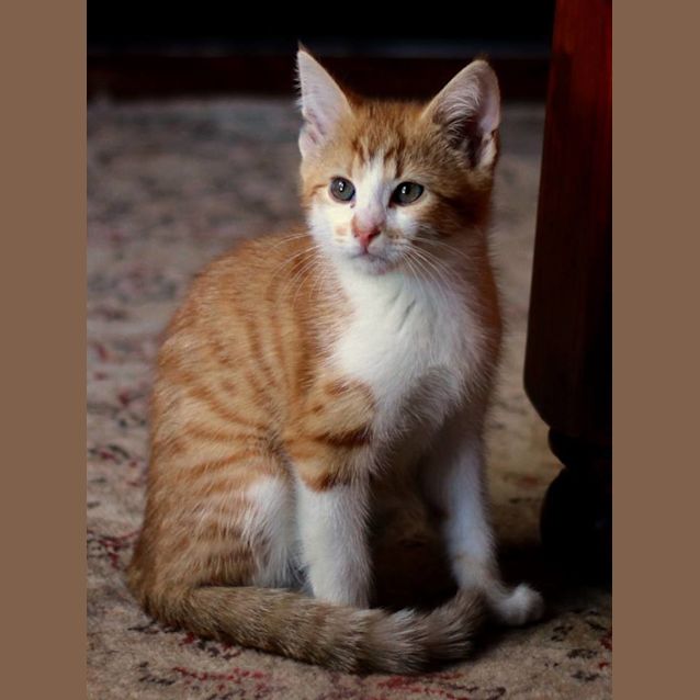 Photo of Mews