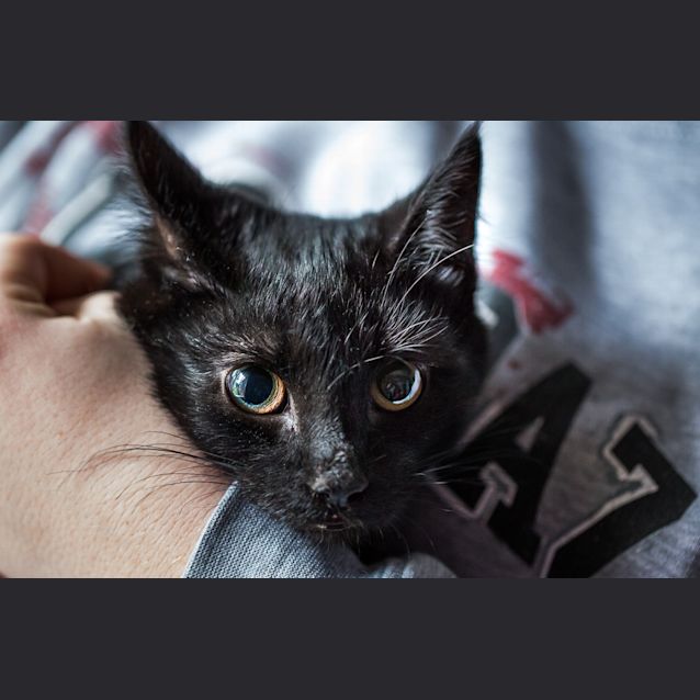 Photo of Cookie