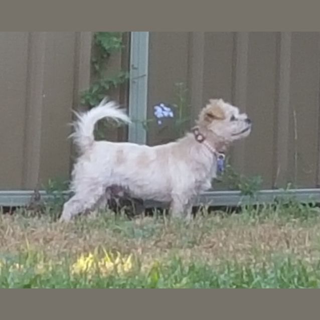 Photo of Theo ~ Shih Tzu X (On Trial 7/5/16)