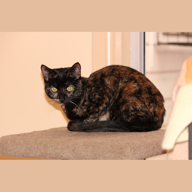 Photo of Gamora **2nd Chance Cat Rescue**
