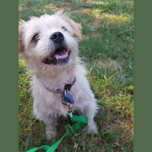 Photo of Theo ~ Shih Tzu X (On Trial 7/5/16)