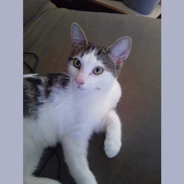 Photo of Zeke War Horse