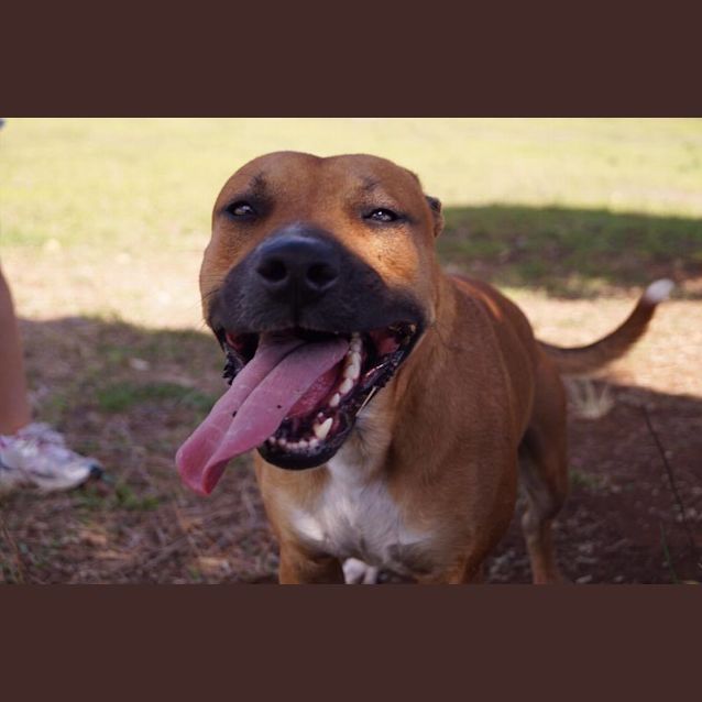 Photo of Austin (At Rspca Big Adopt Day Sept 17 Brisbane)