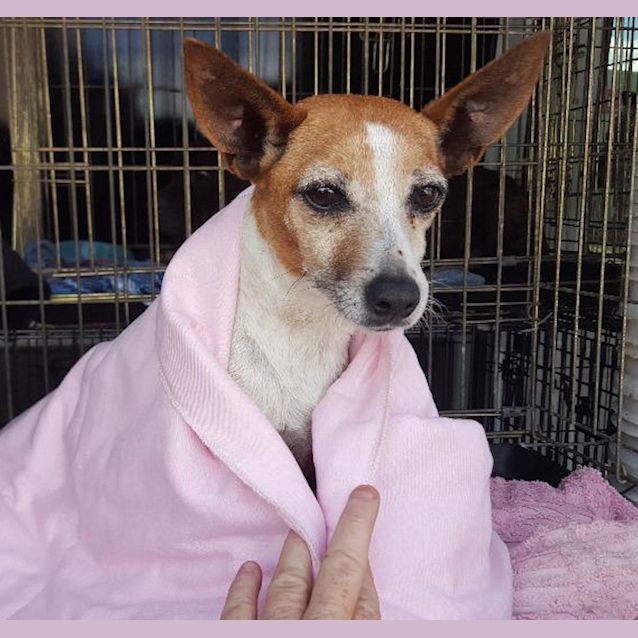 Photo of Jessie (Adoption Pending)