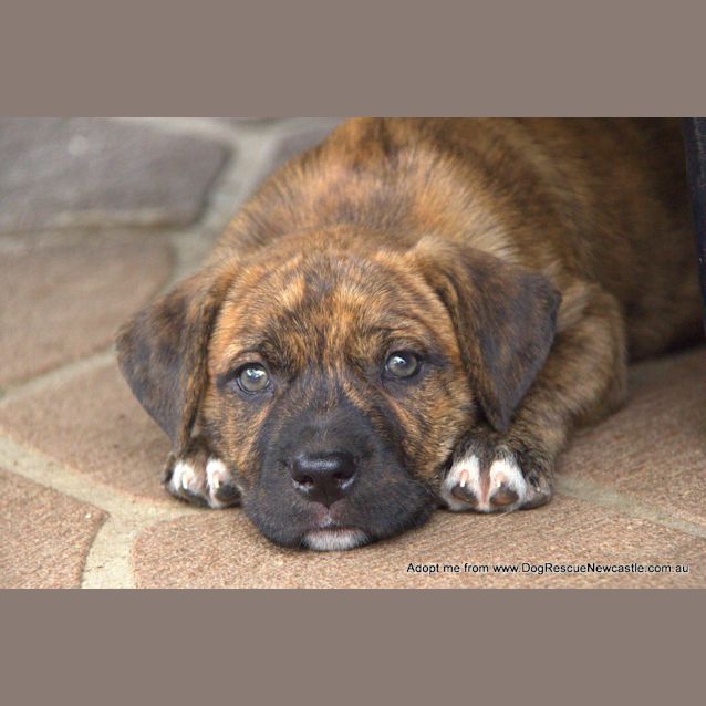 Photo of Nitro ~ Mastiff X Labrador Puppy (On Trial 12/4/16