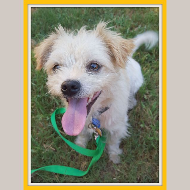 Photo of Theo ~ Shih Tzu X (On Trial 7/5/16)