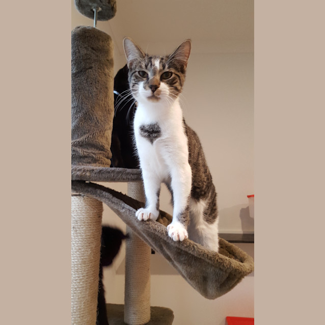 Photo of Stumpy