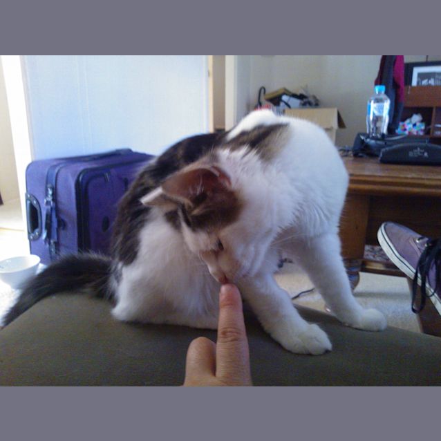 Photo of Zeke War Horse