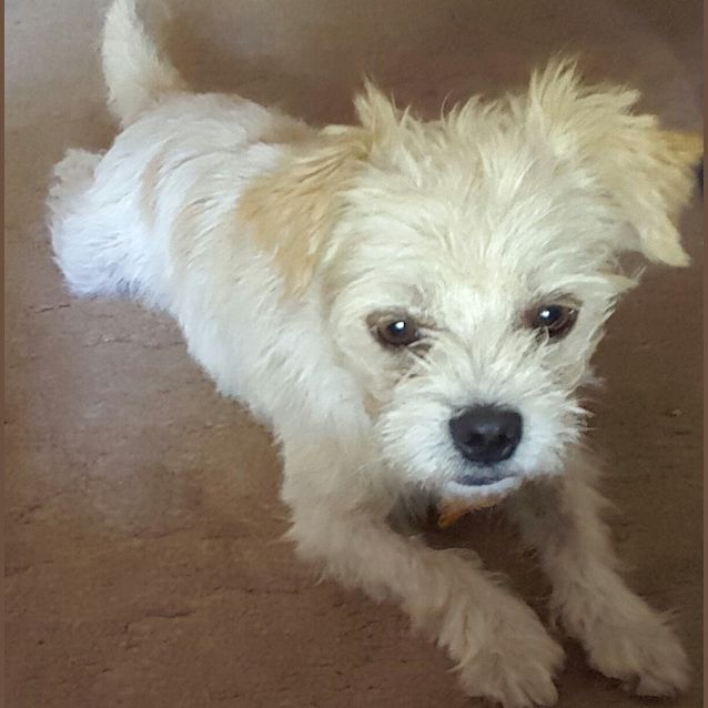 Photo of Theo ~ Shih Tzu X (On Trial 7/5/16)