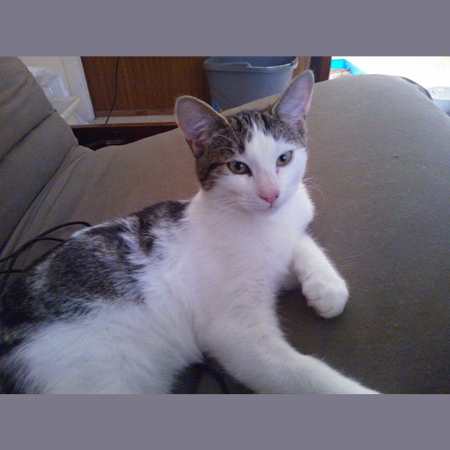 Photo of Zeke War Horse