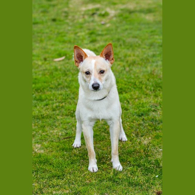 Photo of Oscar Dl1442