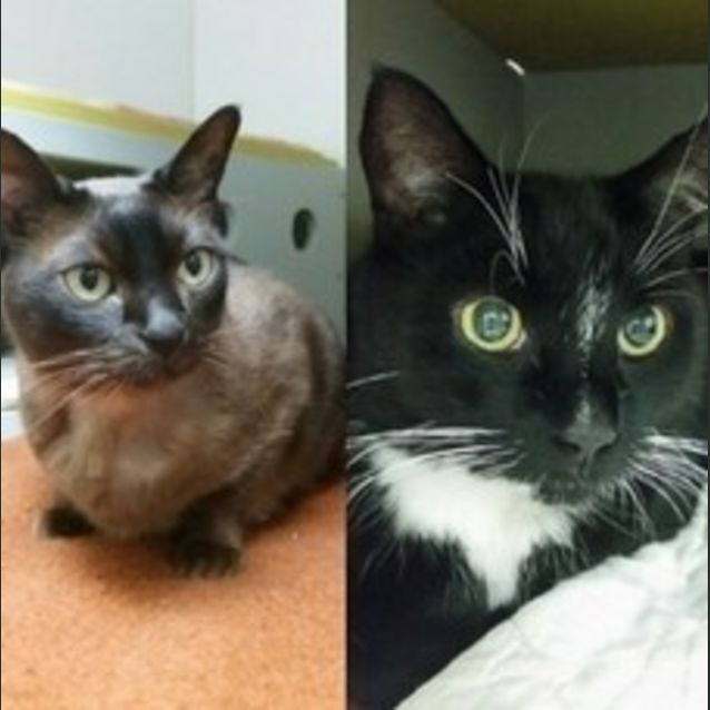 Photo of Fez (Female) & Macchiato (Male)