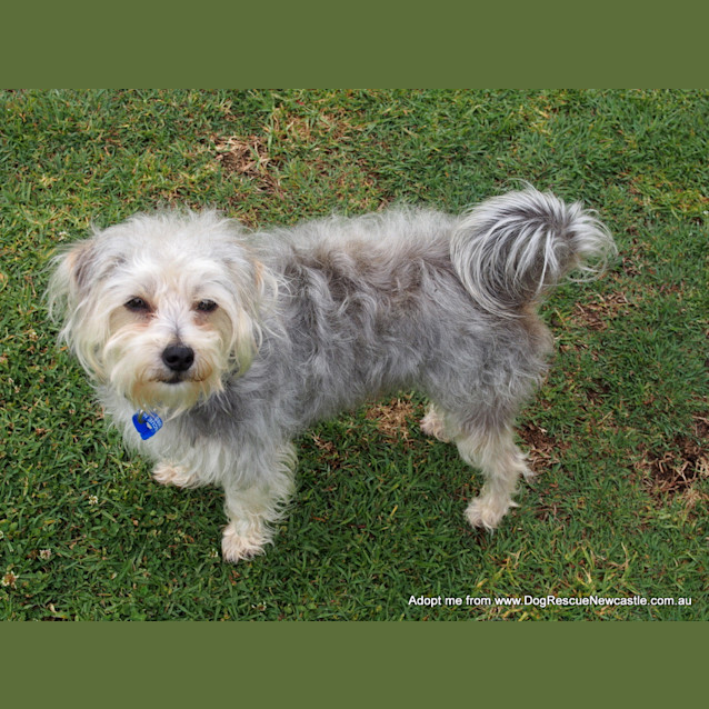 Photo of Tommy ~ Silky X Maltese, 2yo (On Trial 7/11/16)