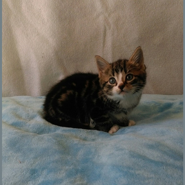 Photo of Digby