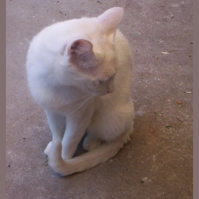 Photo of Snow Adoption Fee $150