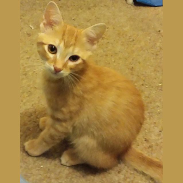 Photo of Mango