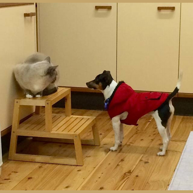 Photo of Bonnie ~ 1yo Cute Foxy Girl (On Trial 23/7/16)