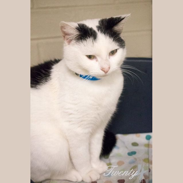 Photo of Benny (2625)