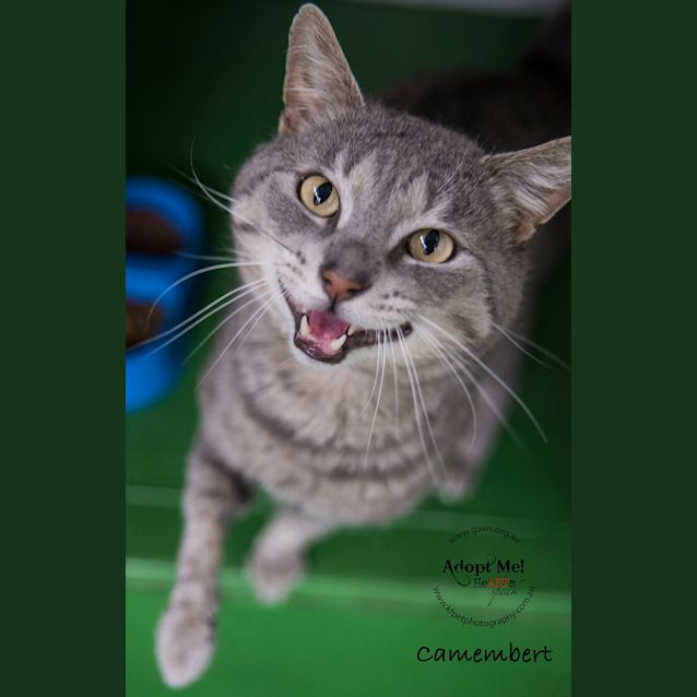 Photo of Camembert Id32913