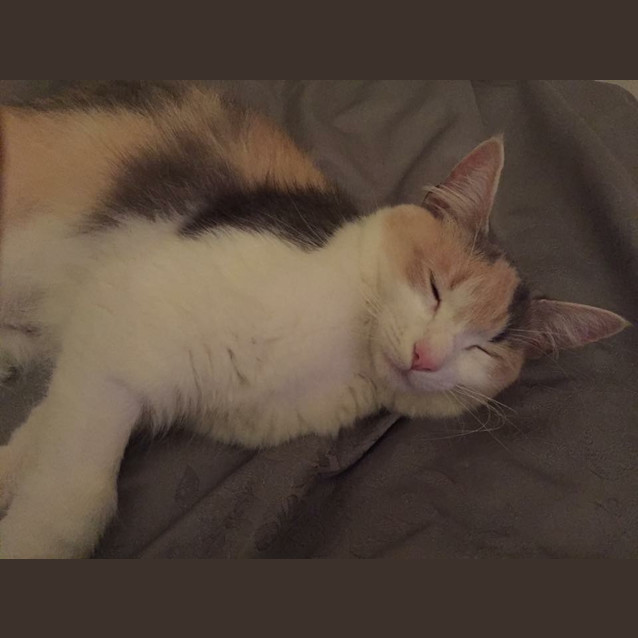 Photo of Luna
