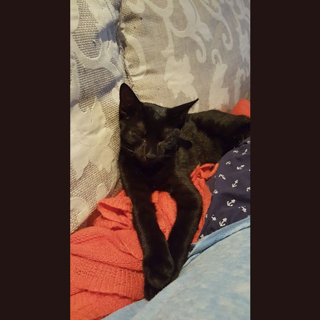 Photo of Midori (Dori)