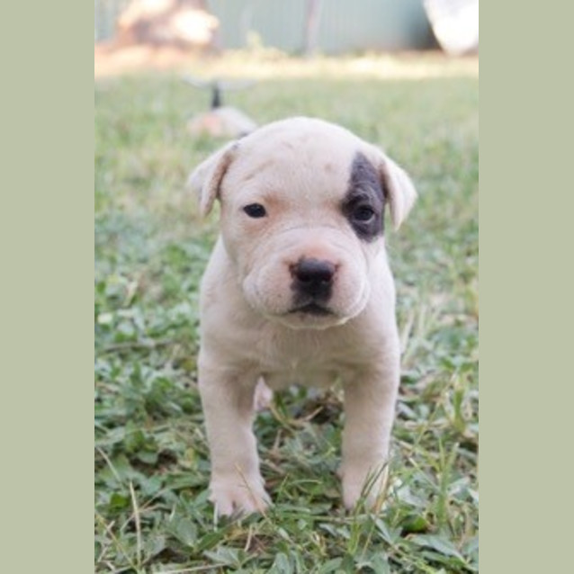 Photo of Budd (D3363)