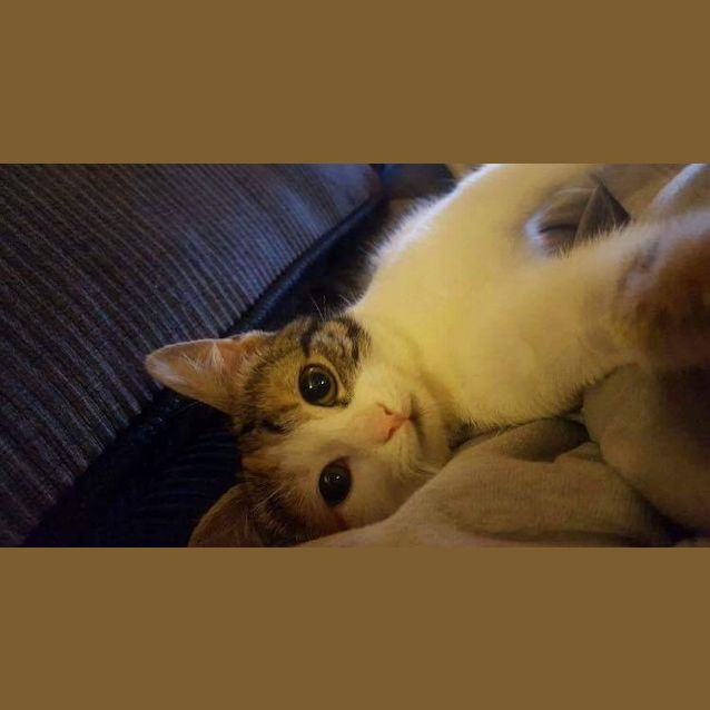 Photo of Mishka 
