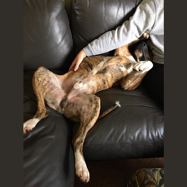 Photo of Ryder