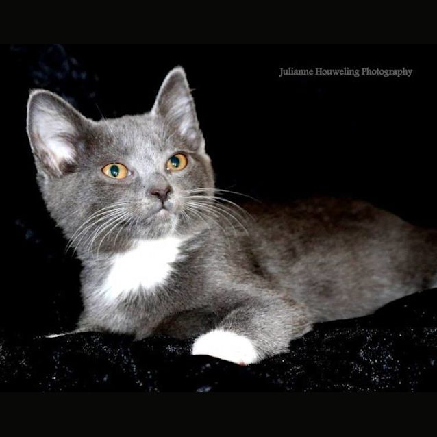Photo of Primrose