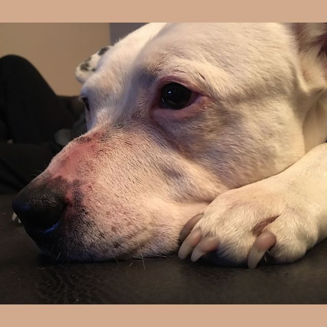 Photo of Duke