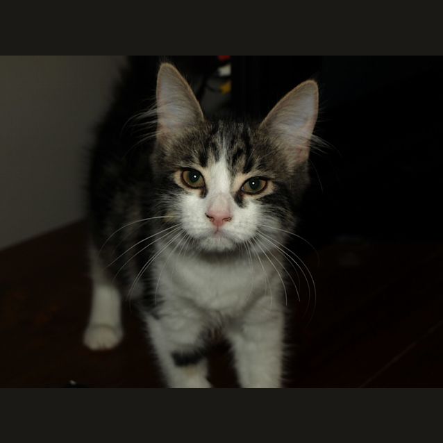 Photo of Princess Kitten