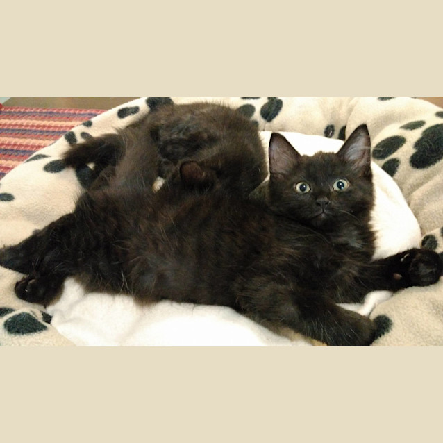 Photo of Ollie * $50 Only! *