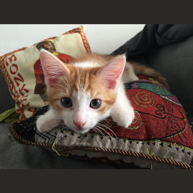 Photo of Gin