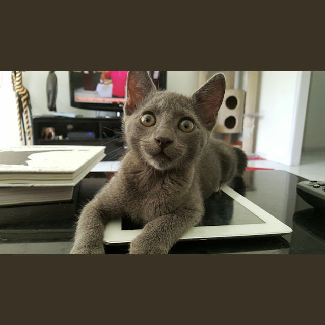 Photo of Nutmeg
