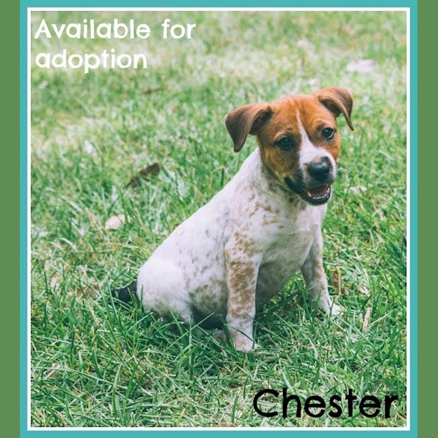 Photo of Chester ~ Cattle X Puppy (On Trial 26/06/16)