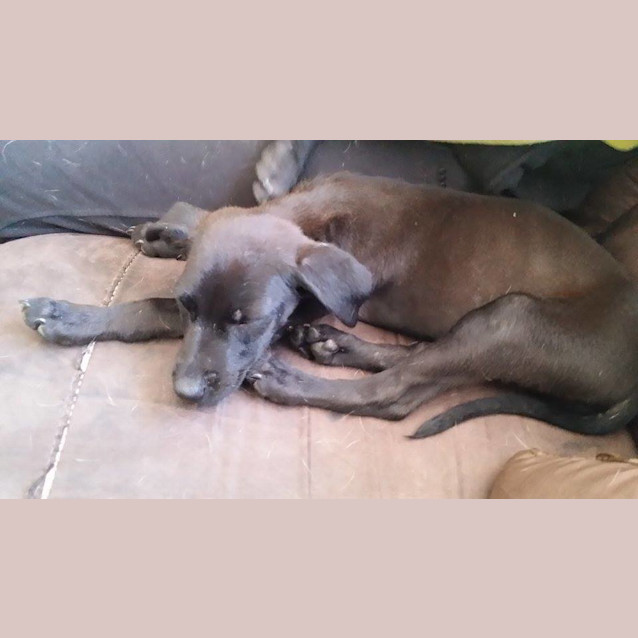 Photo of Pippin