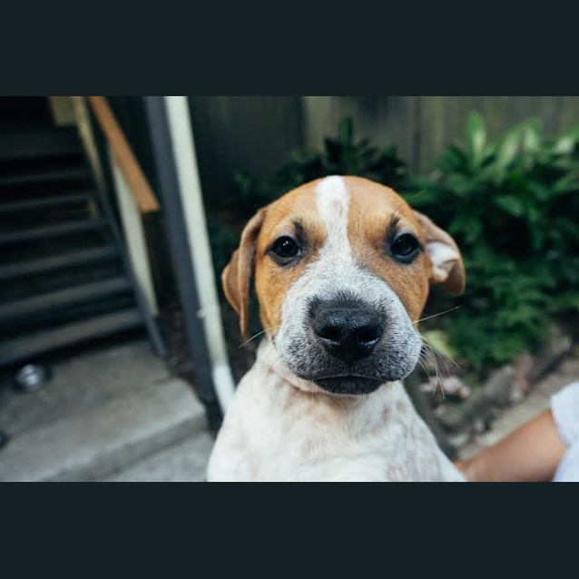 Photo of Chester ~ Cattle X Puppy (On Trial 26/06/16)
