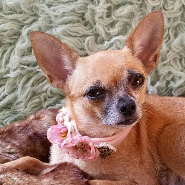 Photo of Mocha 