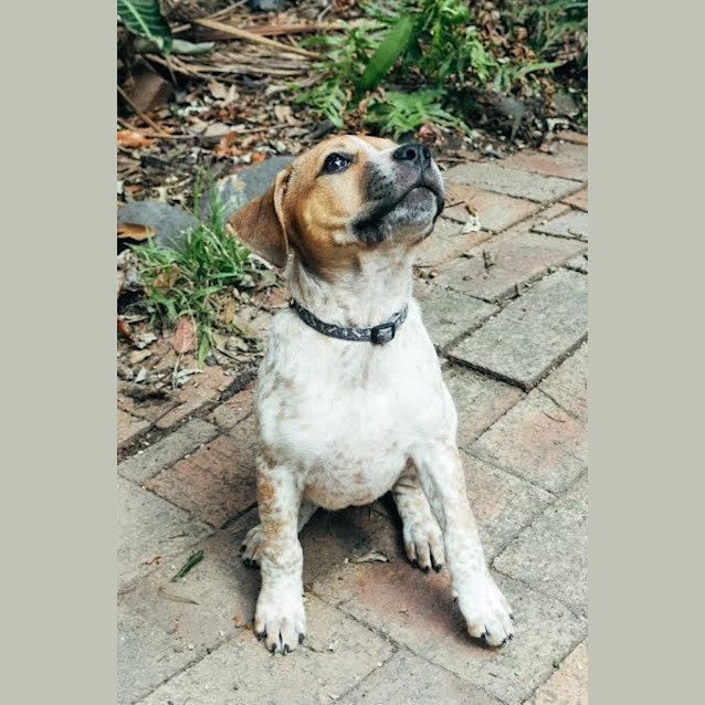 Photo of Piper ~ Cattle X Puppy (On Trial 3/05/16)