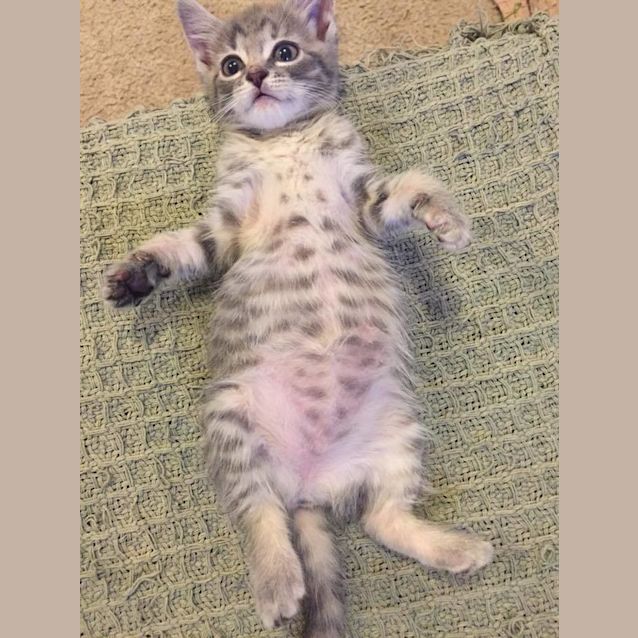 Photo of Chanel Kitten