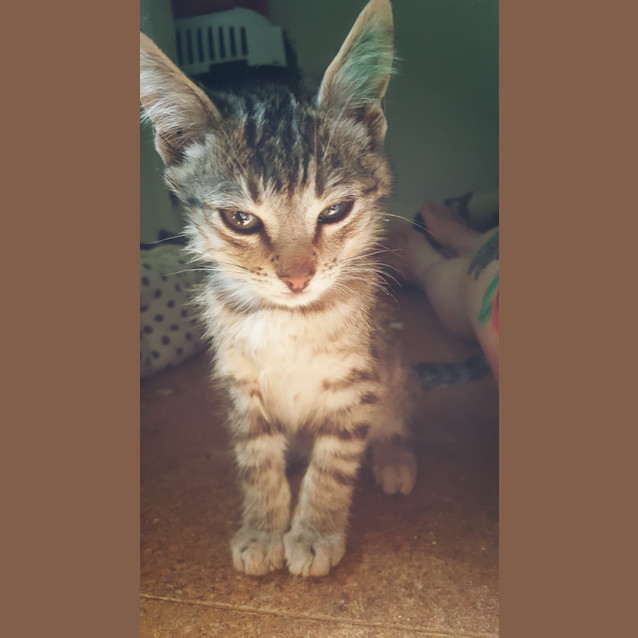 Photo of Ziggie