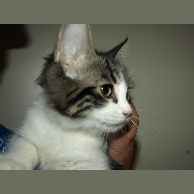 Photo of Princess Kitten